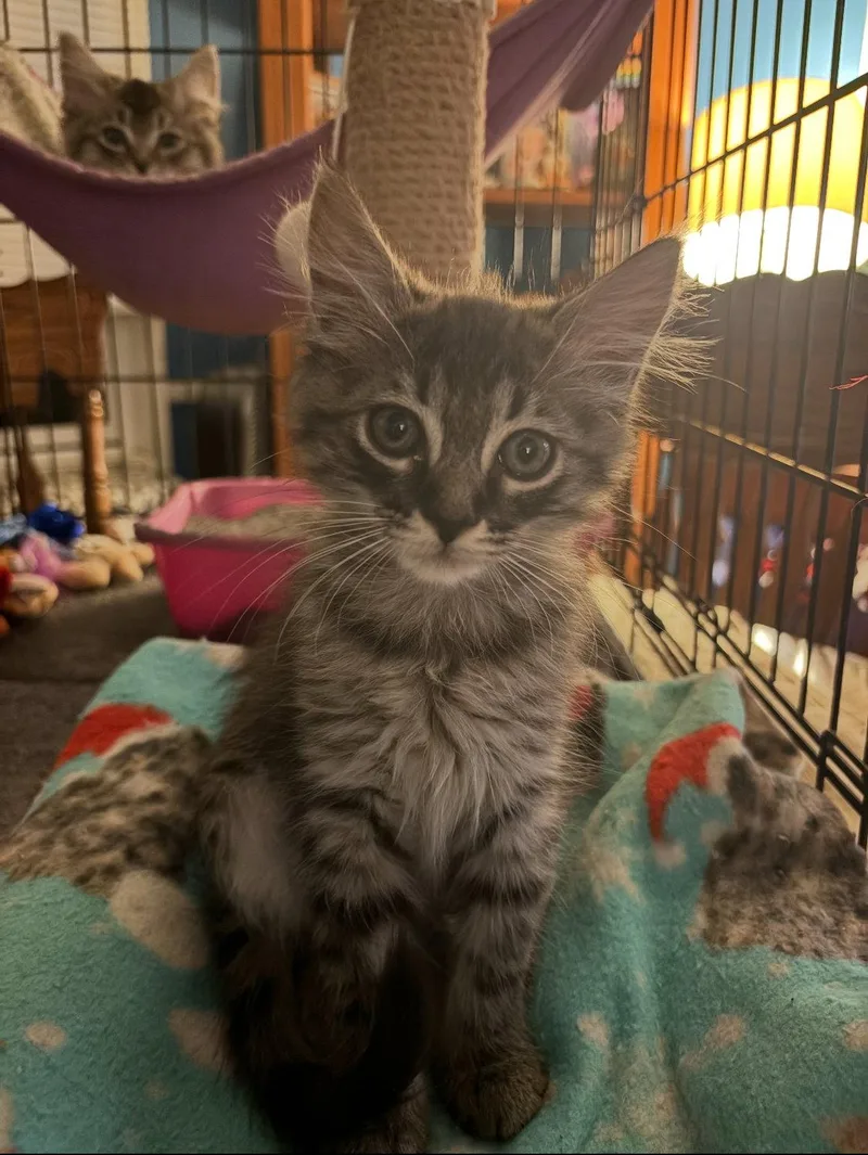 A baby medium-sized female Domestic Medium Hair cat named Roxy for adoption in Los Alamitos, CA