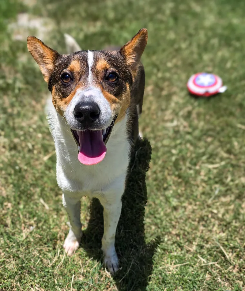 A young small-sized female Tricolor (Brown, Black, & White) Jack Russell Terrier dog named Magi for adoption in Gainesville, TX