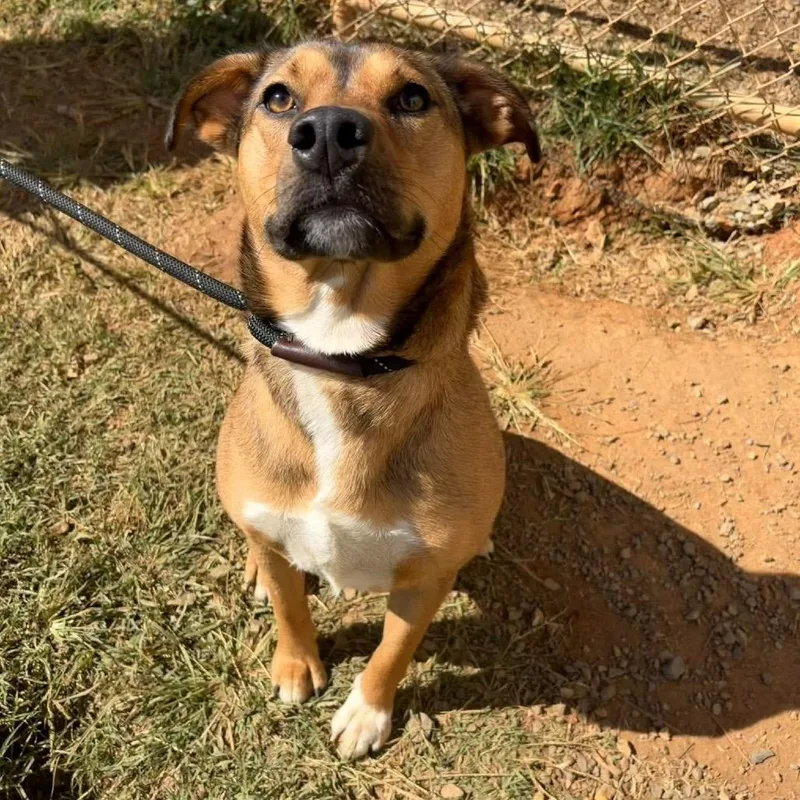 A young small-sized female Mixed Breed dog named Isla for adoption in Rocky Mount, VA