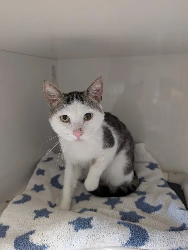 An adult medium-sized male Tabby (Tiger Striped) Domestic Short Hair cat named Keeta for adoption in Warren, PA