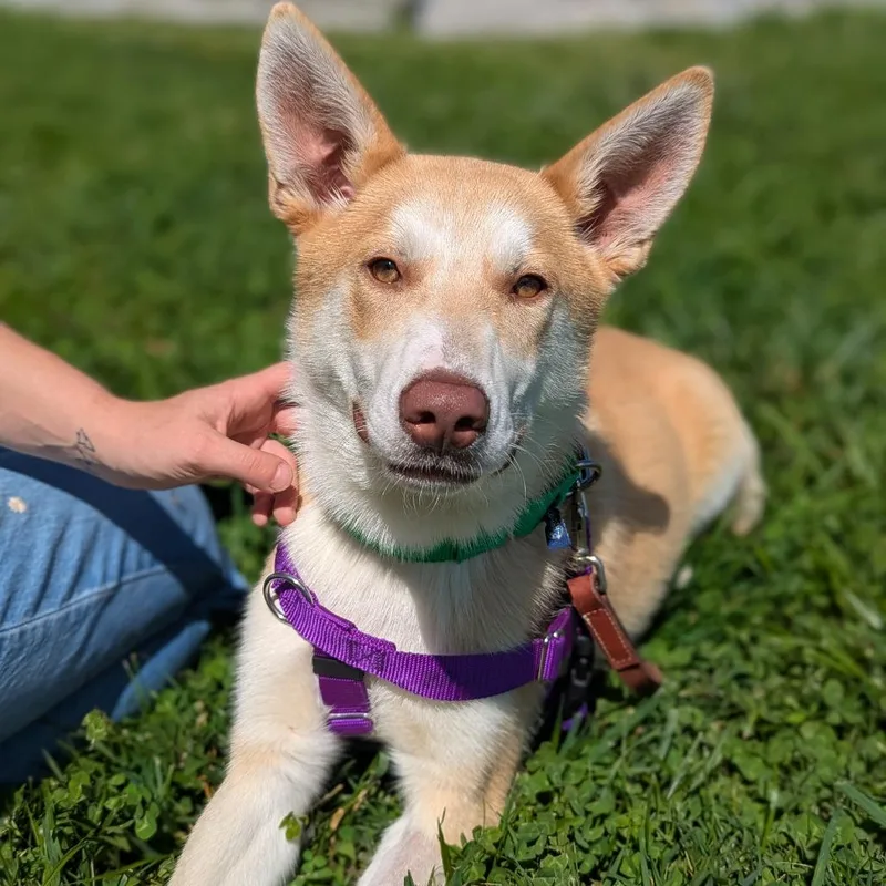 An adult medium-sized male Mixed Breed dog named Prince for adoption in Hendersonville, NC