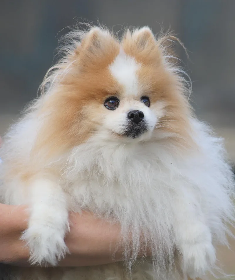A senior small-sized male Pomeranian dog named Mikey for adoption in North Fort Myers, FL