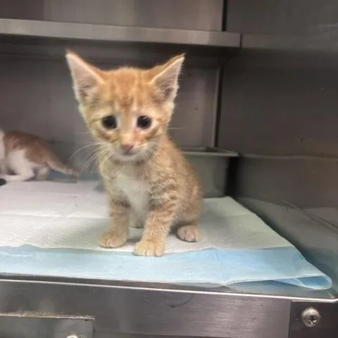 A young medium-sized male Orange & White Domestic Short Hair cat named Heavy Macherniry for adoption in Harrisonville, MO