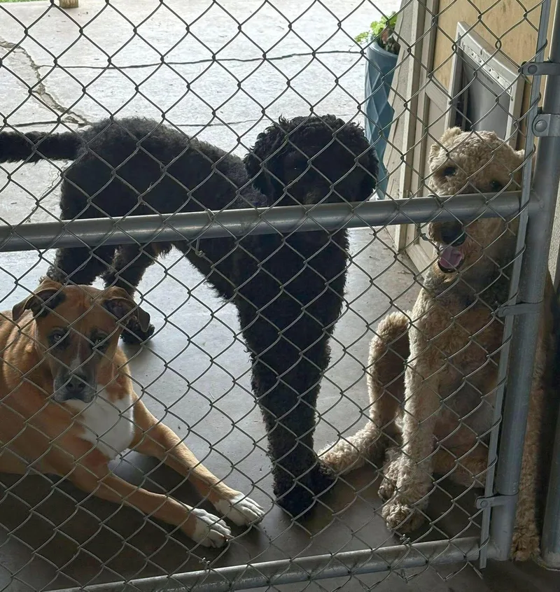 A young large-sized male Standard Poodle dog named Leroy for adoption in LEWISTON, ID