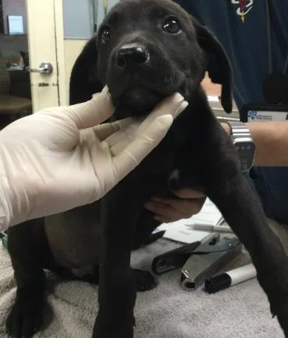 A young small-sized male German Shepherd Dog dog named Benji for adoption in Riverside, CA