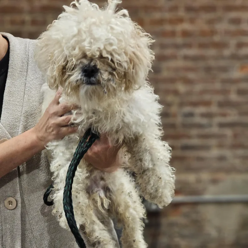 Toby so il thumbnail 3