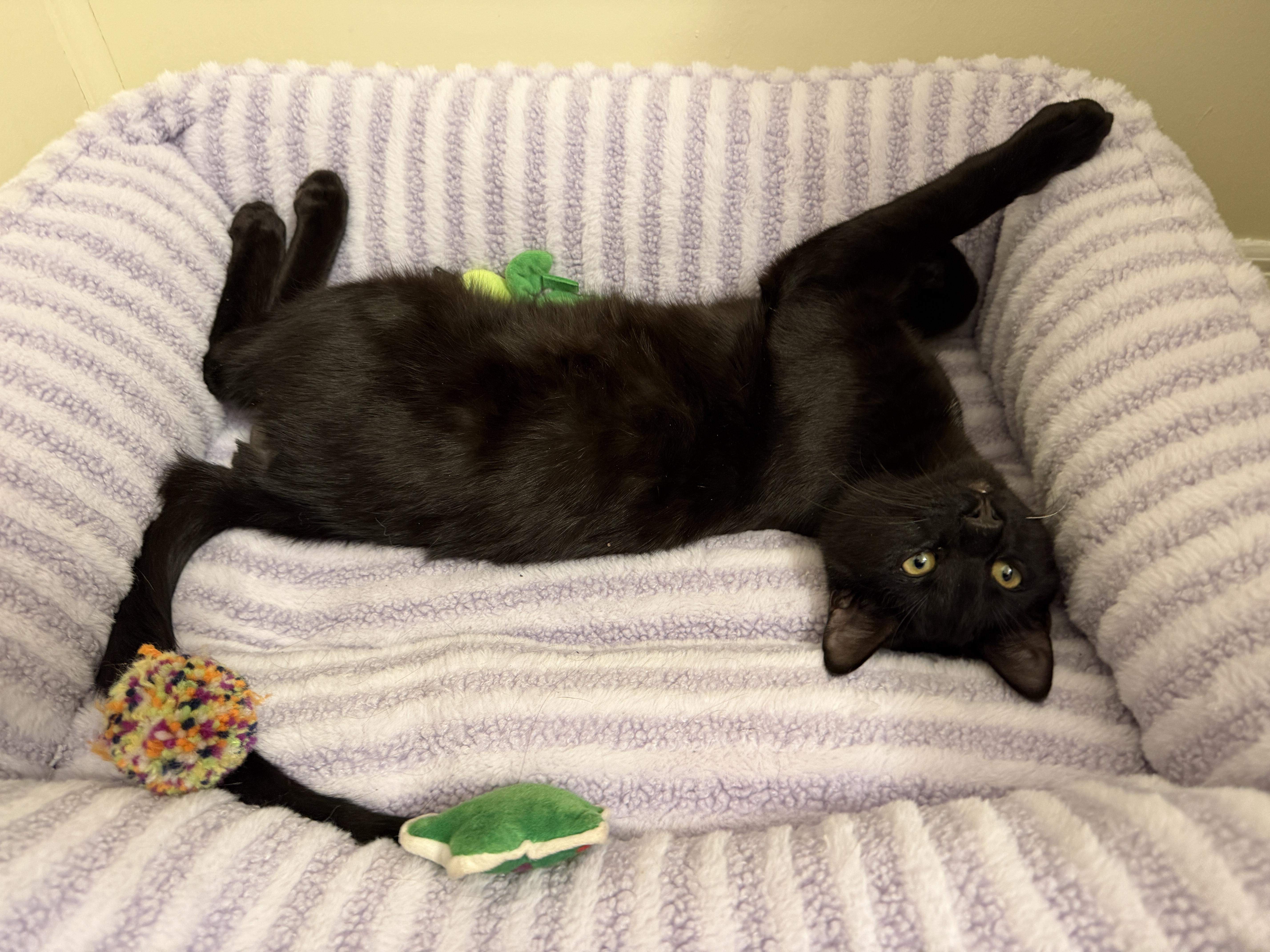 A baby medium-sized male Black Domestic Short Hair cat named Josh for adoption in New Haven, CT