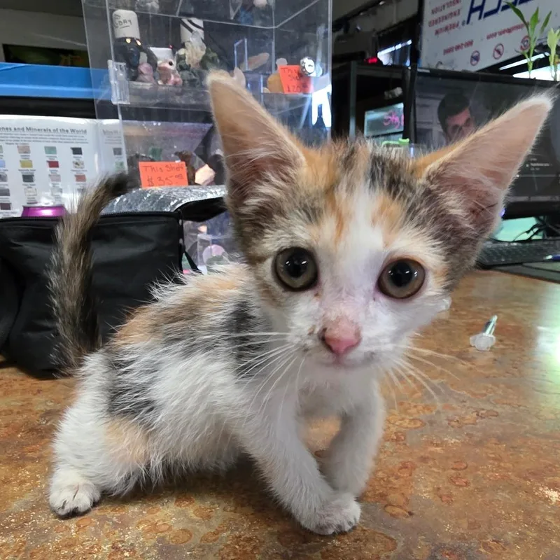 A baby small-sized female Calico Domestic Short Hair cat named Kellie for adoption in Escondido, CA