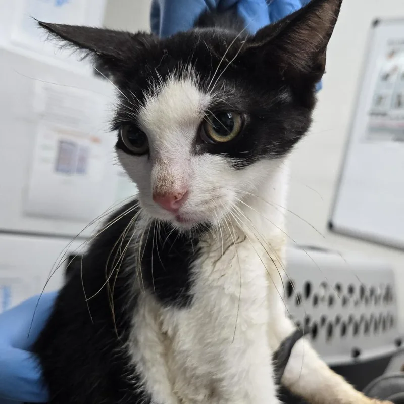 A baby small-sized male Black Domestic Short Hair cat named Crackle for adoption in Newark, NJ