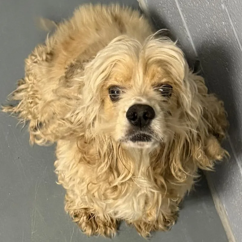 A young small-sized male White / Cream Cocker Spaniel dog named Claxton for adoption in Marion, VA
