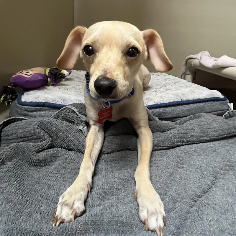 A young small-sized male White / Cream Chihuahua dog named Queso for adoption in Las Vegas, NV