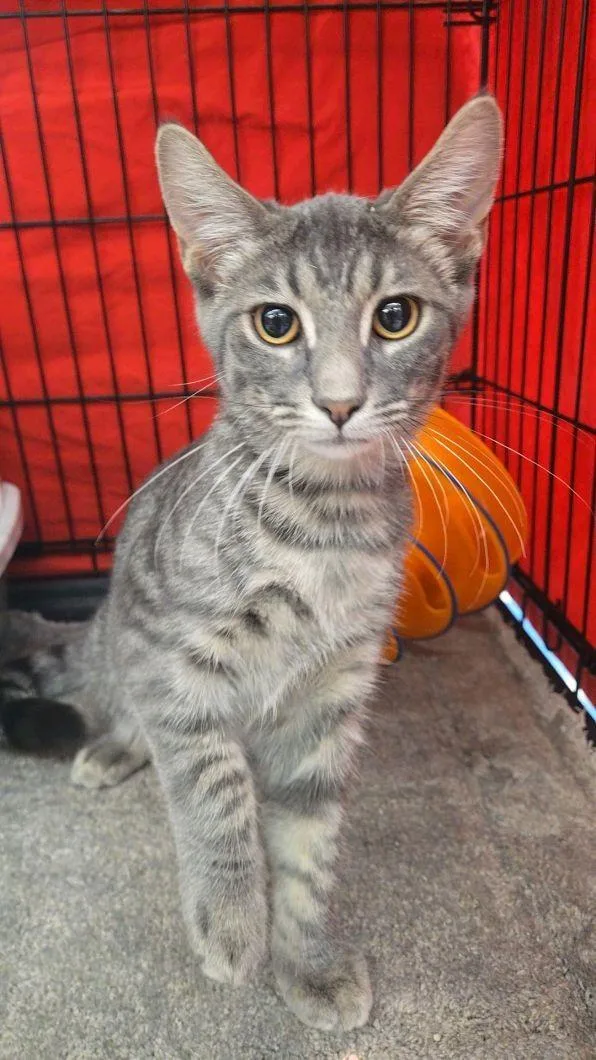 A baby small-sized male Tabby (Gray / Blue / Silver) Domestic Short Hair cat named Habanero for adoption in Indianapolis, IN