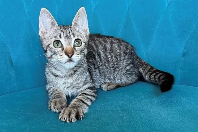 A baby small-sized male Domestic Short Hair cat named Mbappe for adoption in Tustin, CA