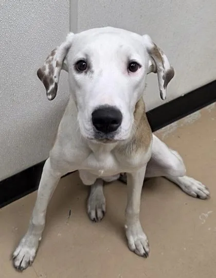 An adult large-sized female Pit Bull Terrier dog named Lucy for adoption in Phoenix, AZ