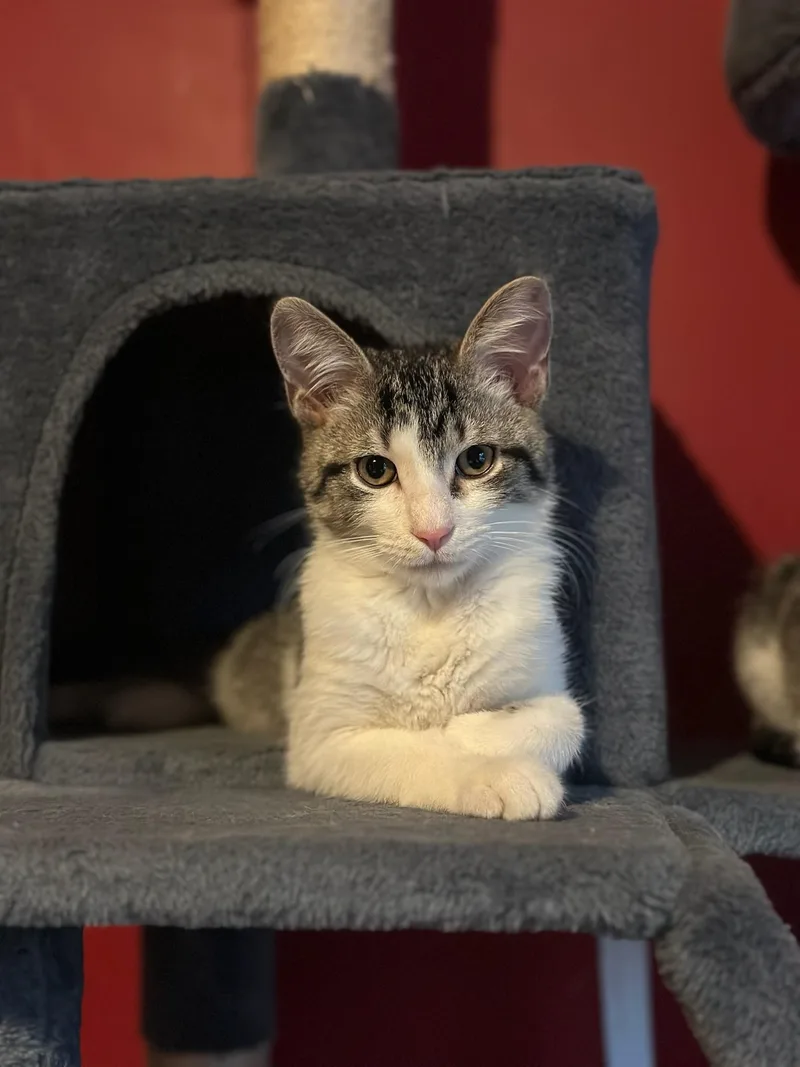 A baby medium-sized male Gray & White Domestic Short Hair cat named Vangeance for adoption in Hartville, OH