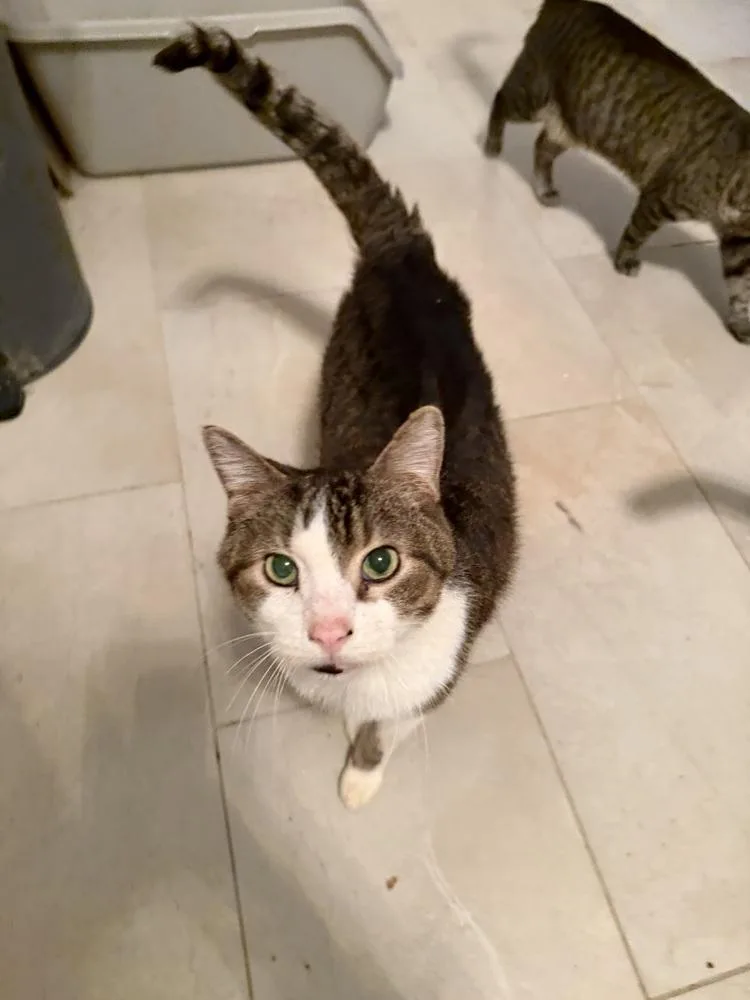 Charcoal thumbnail 2