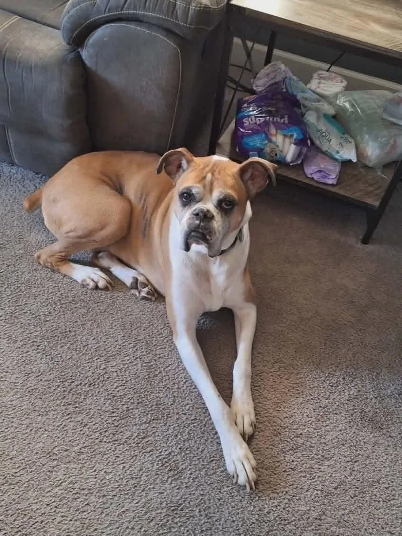 A senior large-sized male Boxer dog named Yeti for adoption in Owatonna, MN