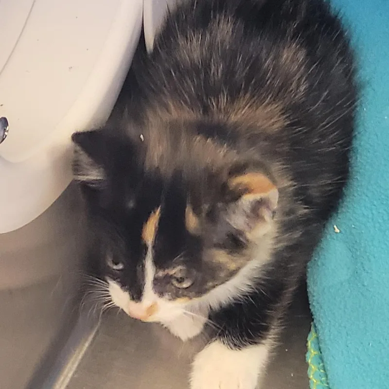 A baby small-sized female Black Domestic Short Hair cat named Winifred for adoption in Madisonville, TN
