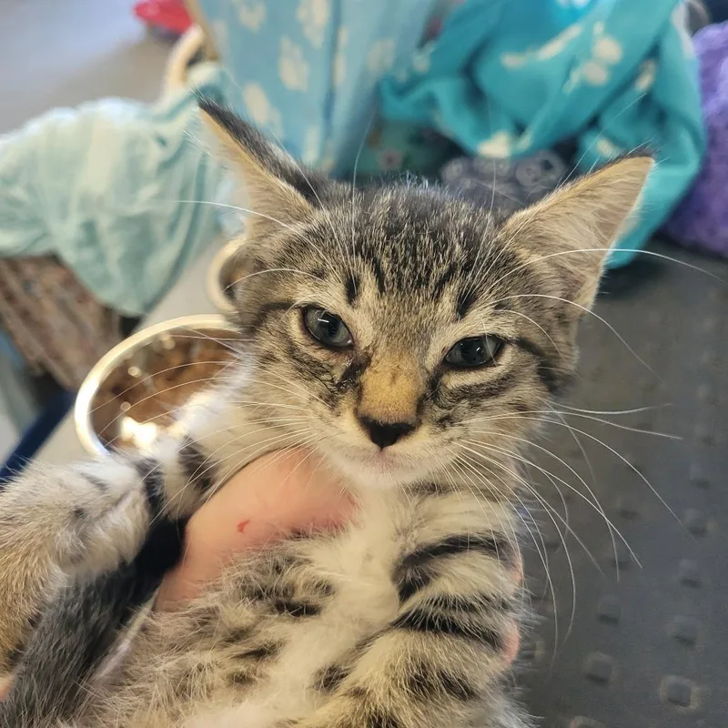 A baby small-sized female Buff / Tan / Fawn Domestic Short Hair cat named Dawn for adoption in Clarksdale, MS