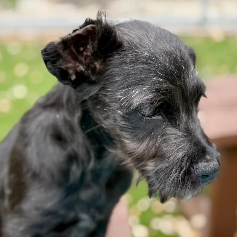 Hestia  One And thumbnail 2