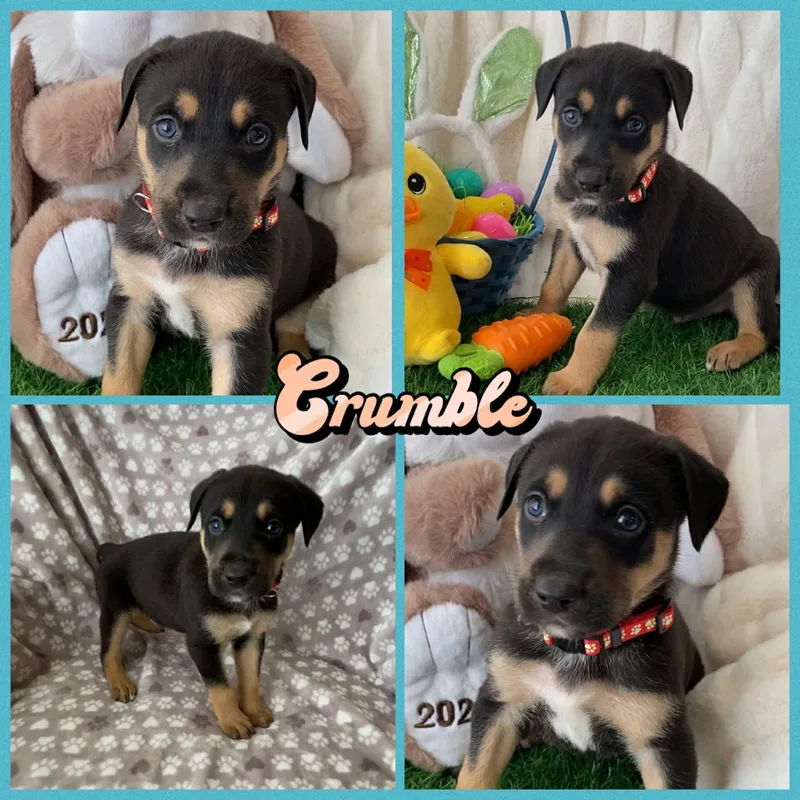 A baby large-sized male Rottweiler dog named Crumble for adoption in New Baltimore, MI