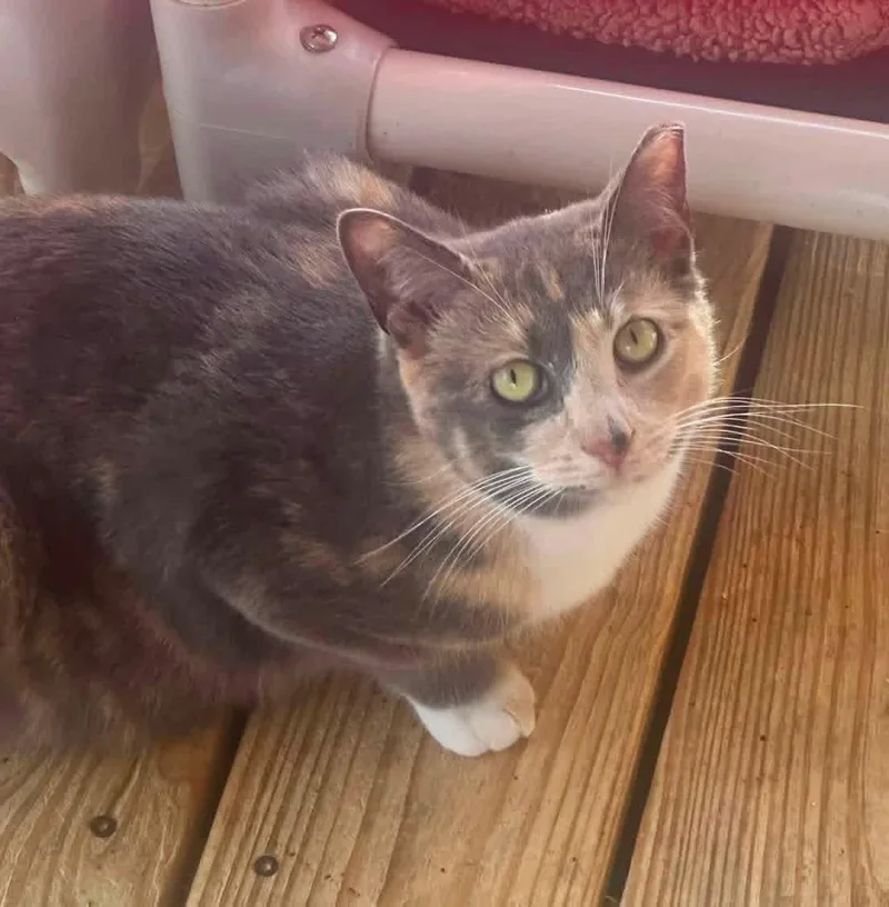 A young medium-sized female Dilute Calico Domestic Short Hair cat named Bella for adoption in Anderson , SC