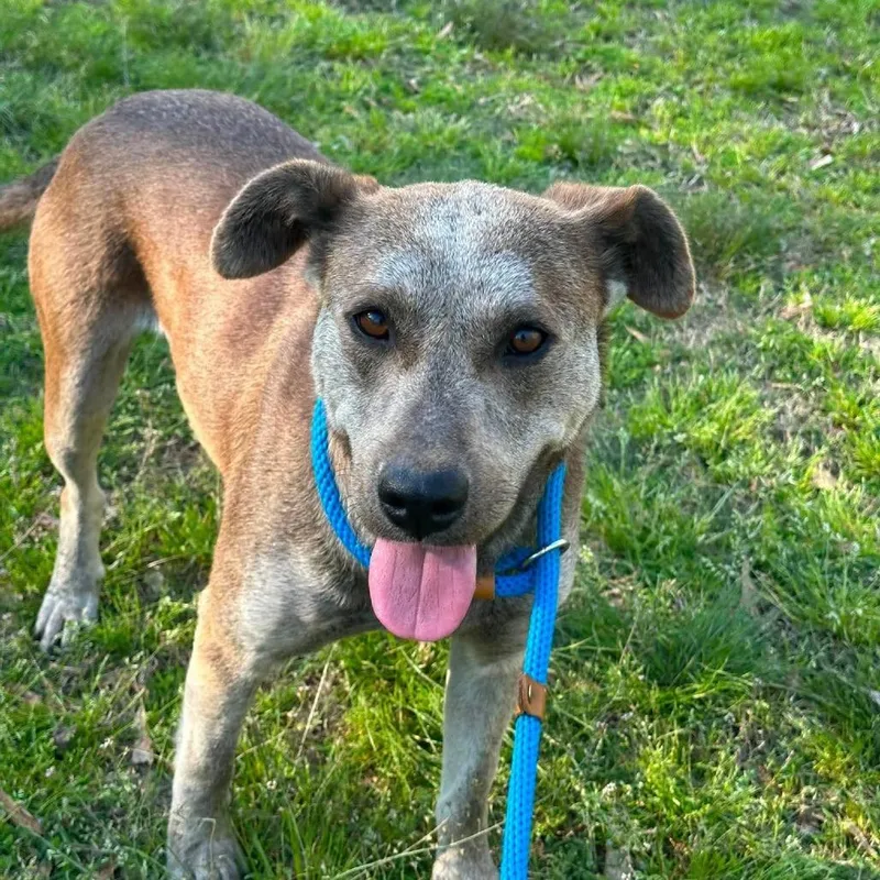 An adult medium-sized female Gray / Blue / Silver American Staffordshire Terrier dog named Kalahari for adoption in Long Island City, NY
