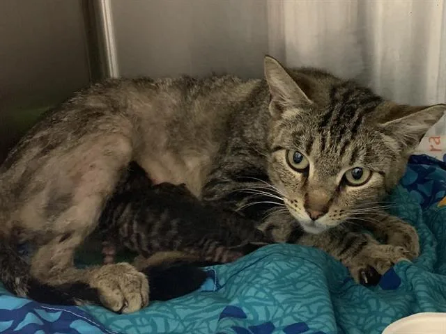 A young small-sized female Domestic Short Hair cat named Pupusa for adoption in Sacramento, CA