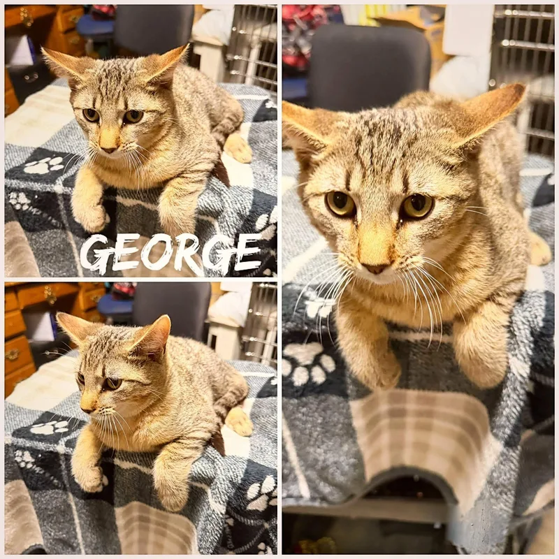 A young small-sized male Tabby (Brown / Chocolate) Domestic Short Hair cat named George for adoption in Saint James, MO