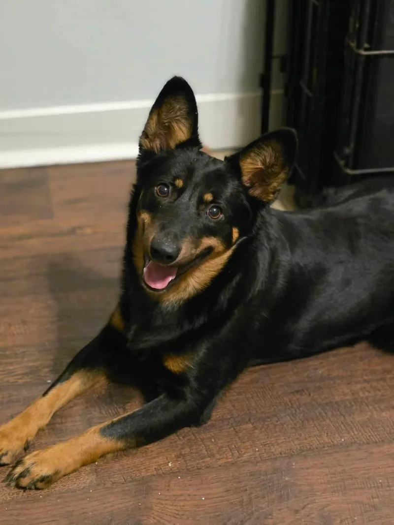 An adult small-sized male Black Australian Kelpie dog named Dingo for adoption in Eatontown, NJ