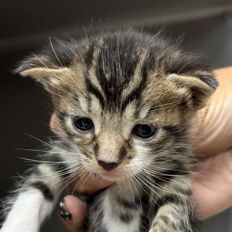 A baby small-sized male White Domestic Short Hair cat named Dutch for adoption in Santa Barbara, CA