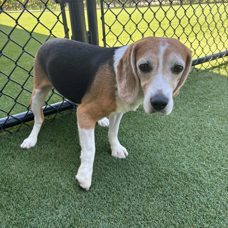 A senior small-sized female Yellow / Tan / Blond / Fawn Beagle dog named VWS  aka London for adoption in LOXAHATCHEE, FL