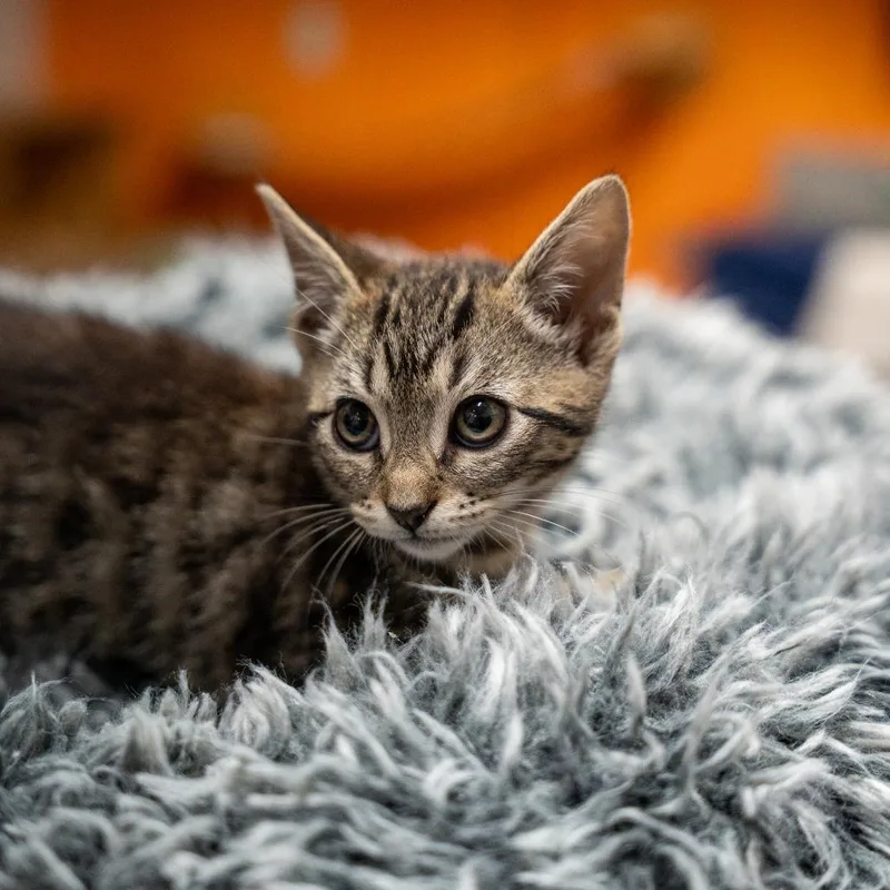 Nugget