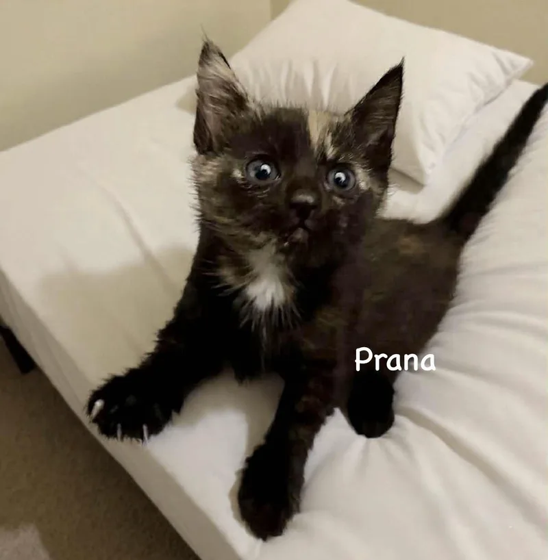 Prana thumbnail 4