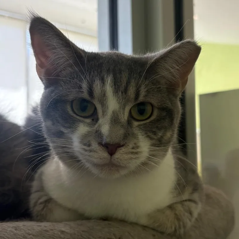 A young small-sized female Gray / Blue / Silver Domestic Short Hair cat named Dioetta for adoption in Chicago, IL