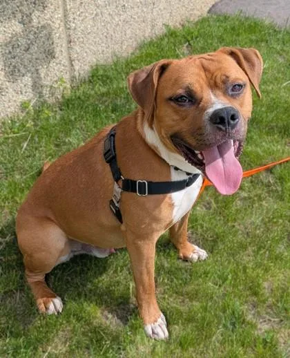 A young large-sized male Pit Bull Terrier dog named Tucker for adoption in Baraboo, WI