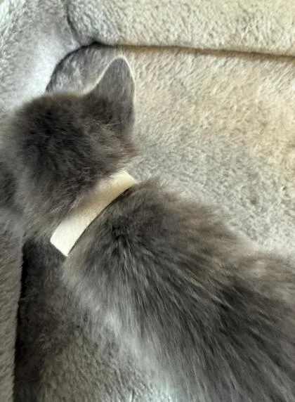 A baby small-sized female Domestic Short Hair cat named Bo Peep for adoption in Lawrenceville, GA