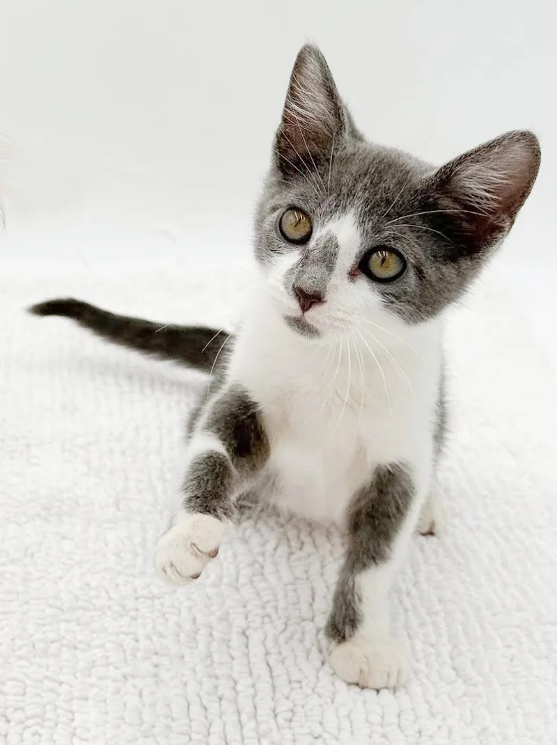 A baby small-sized male Gray / Blue / Silver Turkish Van cat named Gary is simply the for adoption in Bedford Hills, NY