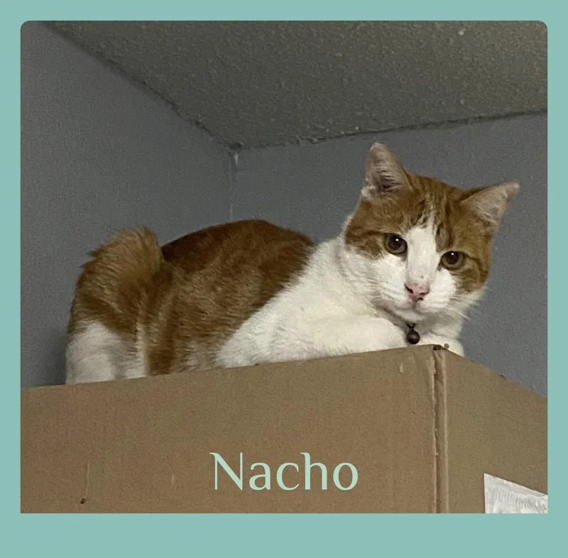 An adult medium-sized male Tabby cat named Nacho for adoption in Lawton, OK