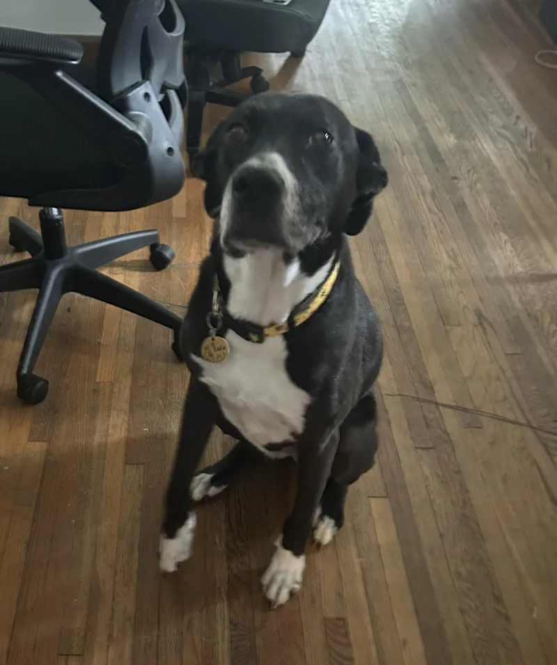 A young medium-sized female Black American Staffordshire Terrier dog named Lola for adoption in Brunswick, OH