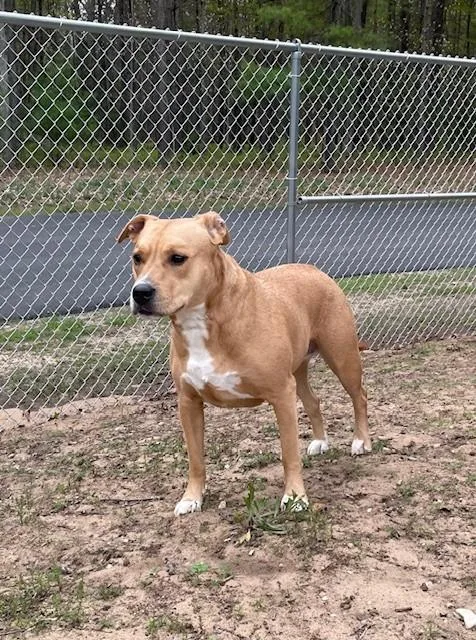 An adult medium-sized female Golden Labrador Retriever dog named Luna for adoption in Prudenville, MI