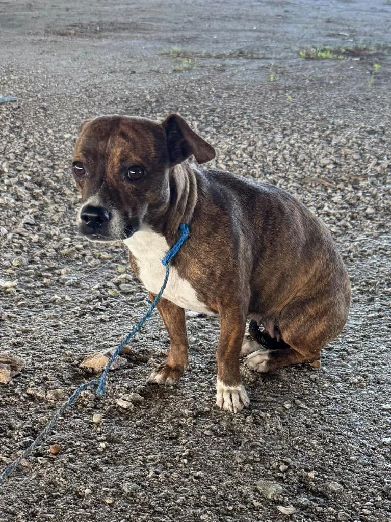 An adult small-sized female Mixed Breed dog named Piper for adoption in Rockport, TX