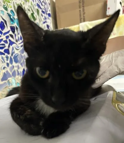 An adult medium-sized female Domestic Short Hair cat named Aloha for adoption in Pensacola, FL