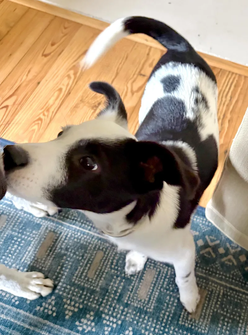 A young medium-sized male Border Collie dog named Zig Zag for adoption in Mount Airy, NC