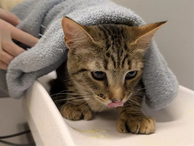 A young medium-sized female Domestic Short Hair cat named Frankie for adoption in Kent, WA