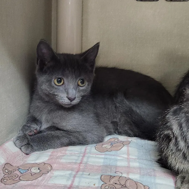 A baby small-sized female Gray / Blue / Silver Domestic Short Hair cat named Yahoo for adoption in Grand Rapids, MI