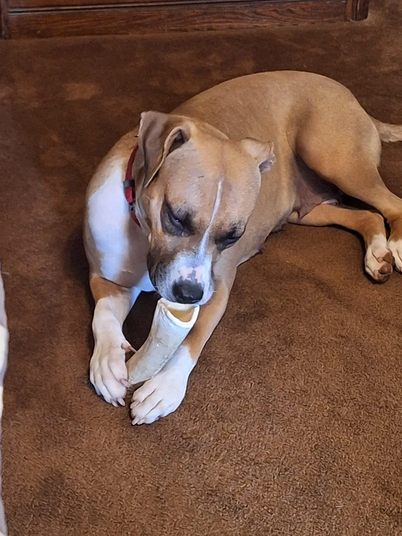 A young medium-sized female Bicolor Boxer dog named Mama Kris for adoption in Houston, TX