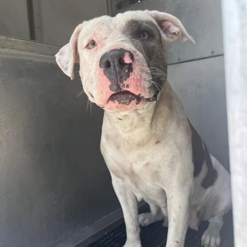 An adult medium-sized female Gray / Blue / Silver Pit Bull Terrier dog named Gloria for adoption in Edinburg, TX
