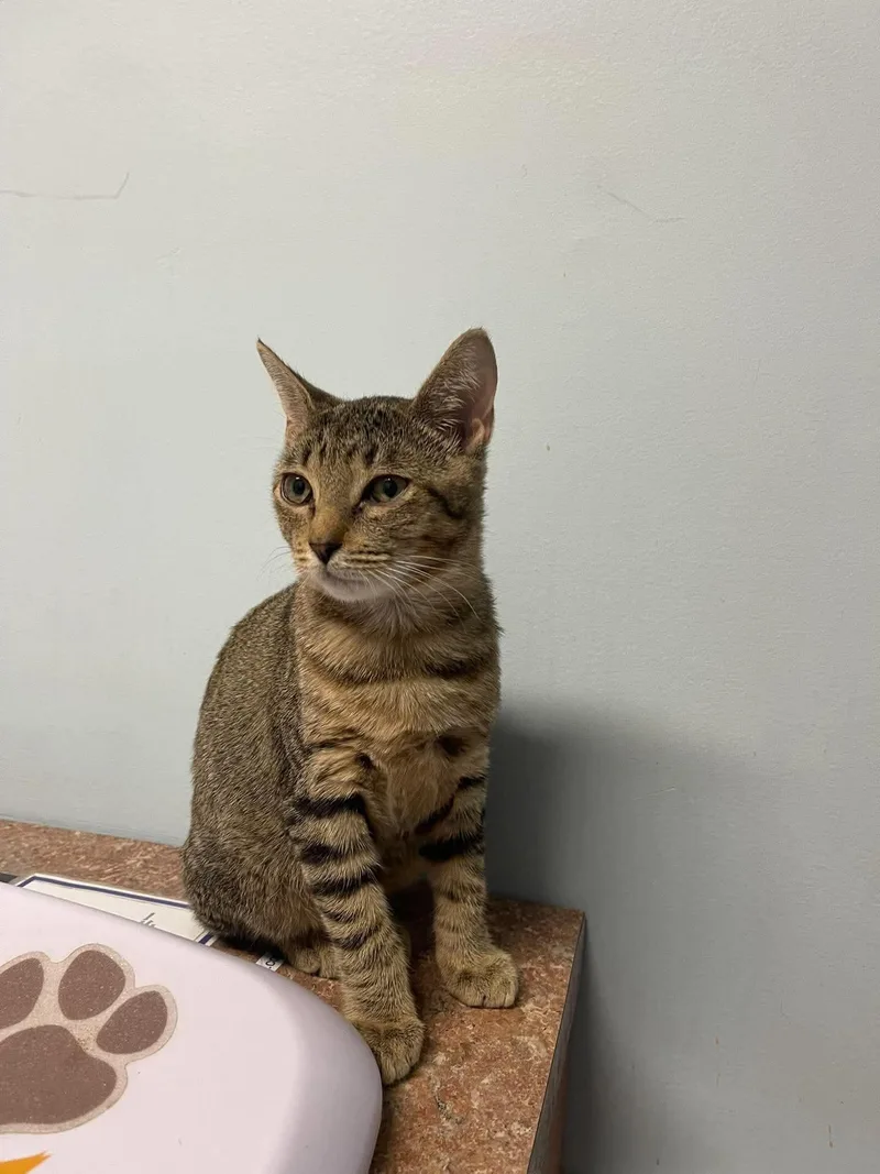 A young small-sized female Tabby (Buff / Tan / Fawn) Domestic Short Hair cat named Medley for adoption in Opelika, AL