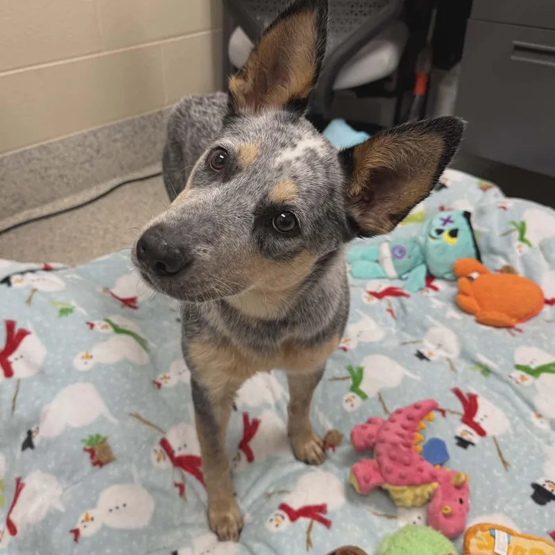 A young medium-sized female Gray / Blue / Silver Australian Cattle Dog / Blue Heeler dog named Bluey for adoption in Valparaiso, IN